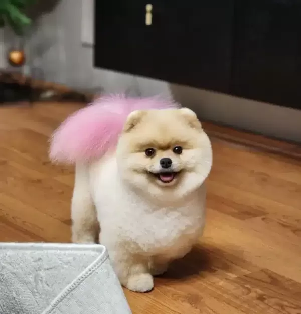 Bu Pomeranian Boo Dan Turkiyede Daha Iyisi Yok