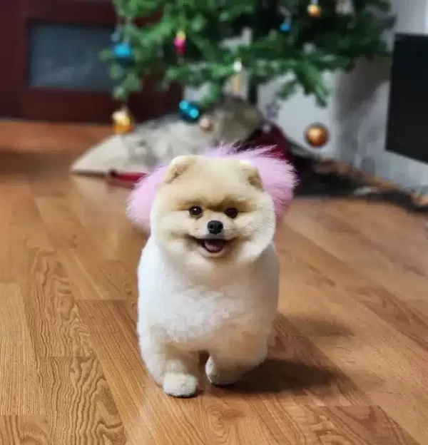Bu Pomeranian Boo Dan Turkiyede Daha Iyisi Yok