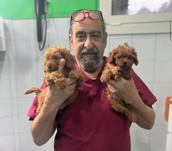 Hekim Onaylı Maltipoo Yavrularımız Besiktas Istanbul