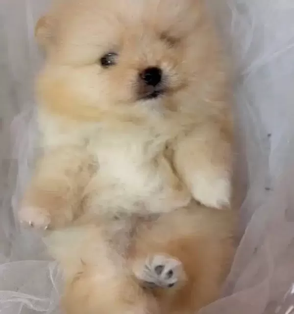 Teddy Yavrumuz Sizlerle