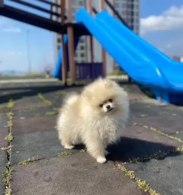 Irk Garantili Pomeranian Boo Yavrularımız