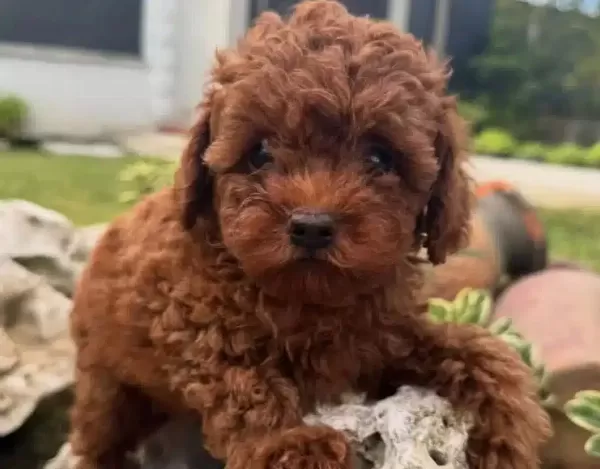 Ası Takvimi Baslamıs Koyu Kızıl Toy Poodle Yavrusu