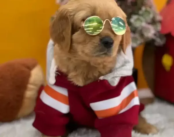 Babyface Golden Retriever Disi Asılı Yavrumuz