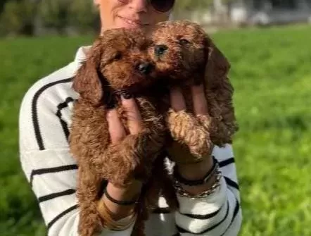 Poddle Yavrularım Irk Ve Sağlık Garantilidir