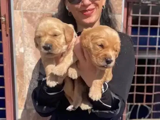 Golden Yavrularım Sağlık Ve Irk Garantilidir