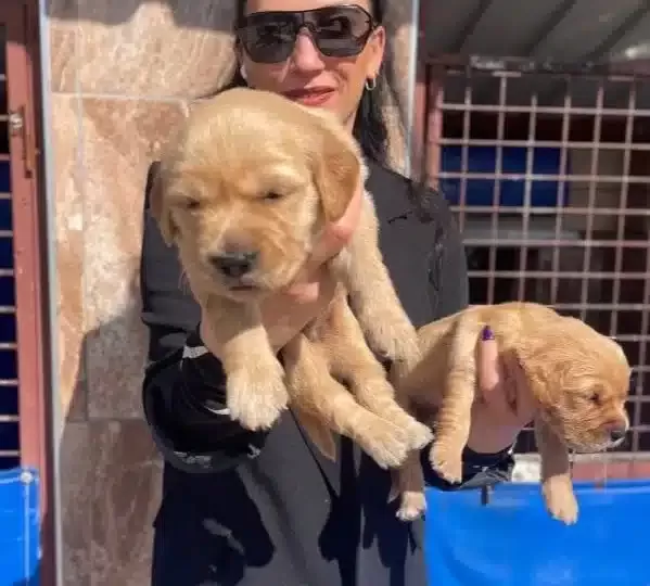Golden Yavrularım Sağlık Ve Irk Garantilidir