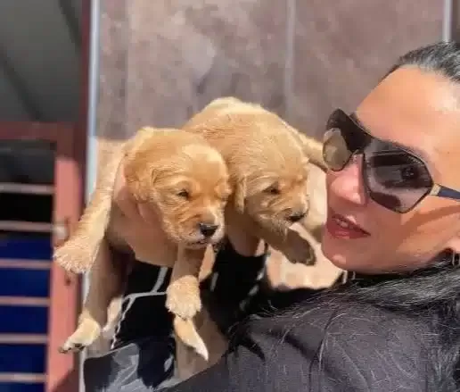 Golden Yavrularım Sağlık Ve Irk Garantilidir