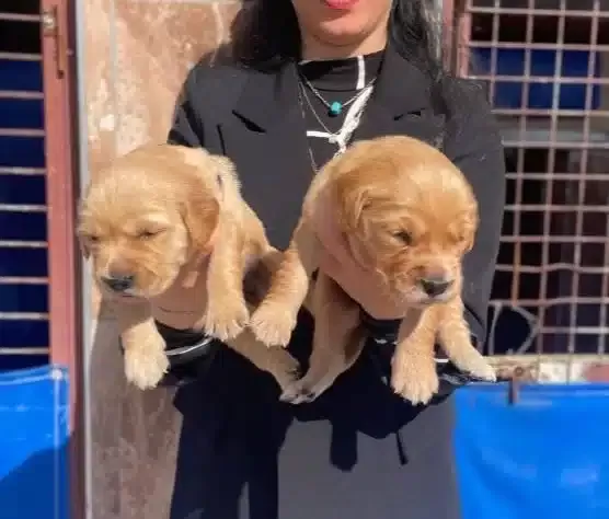 Golden Yavrularım Sağlık Ve Irk Garantilidir