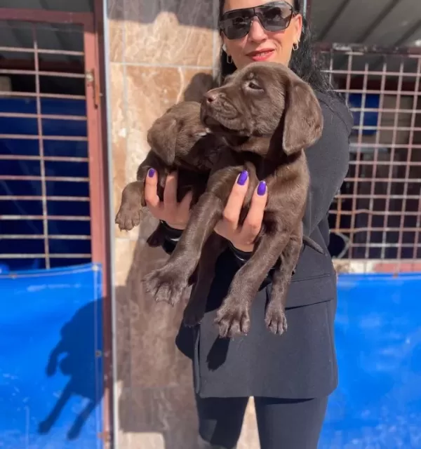 Labrador Yavrularım Sağlık Ve Irk Garantilidir