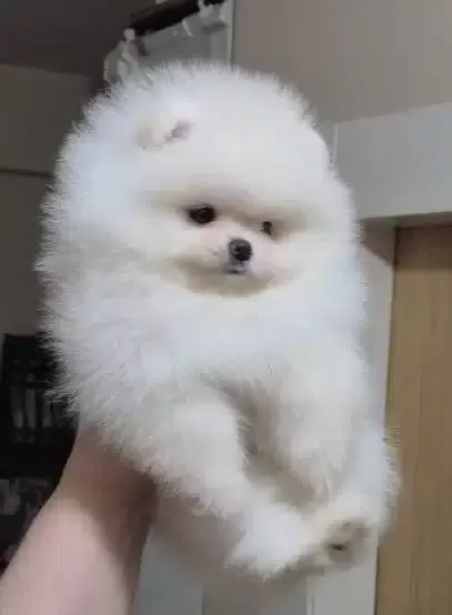 Ust Kalite Kar Beyaz Teacup Pomeranian Disi