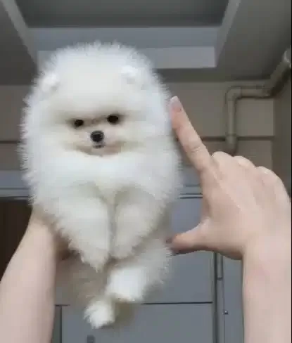 Ust Kalite Kar Beyaz Teacup Pomeranian Disi