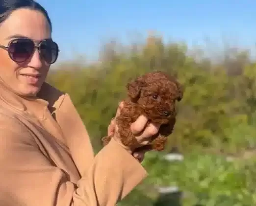 Koyu Tarcın Kıvırcık Toy Poodle Yavrularım