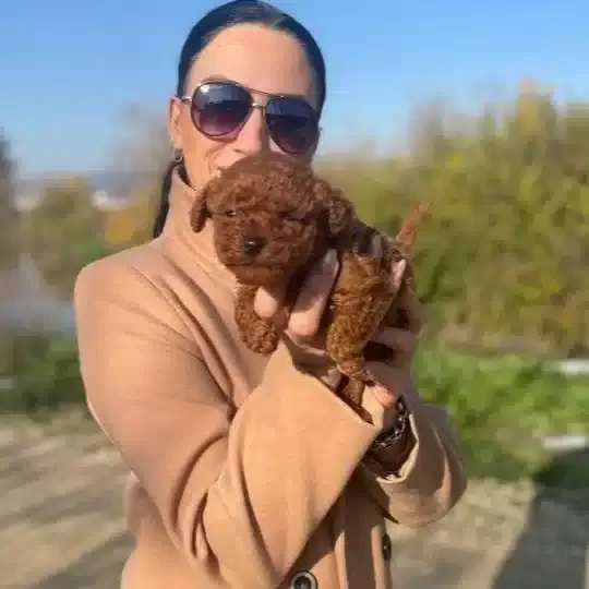 Koyu Tarcın Kıvırcık Toy Poodle Yavrularım