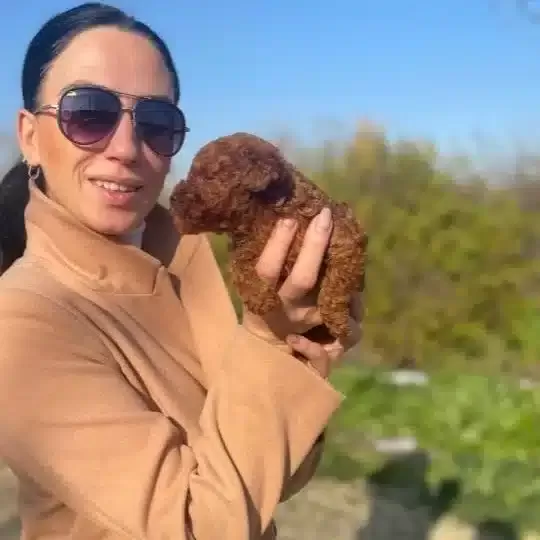 Koyu Tarcın Kıvırcık Toy Poodle Yavrularım