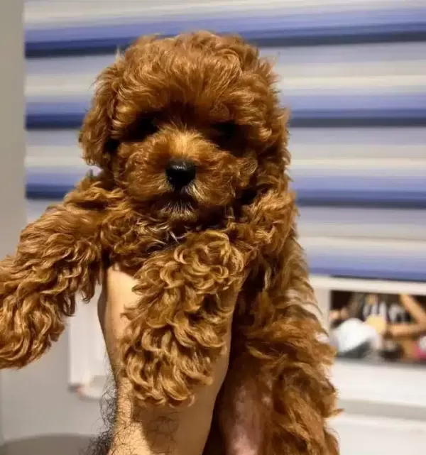 Ev Sıcaklıgında Buyuyen Minyatür Poodle Yavruları