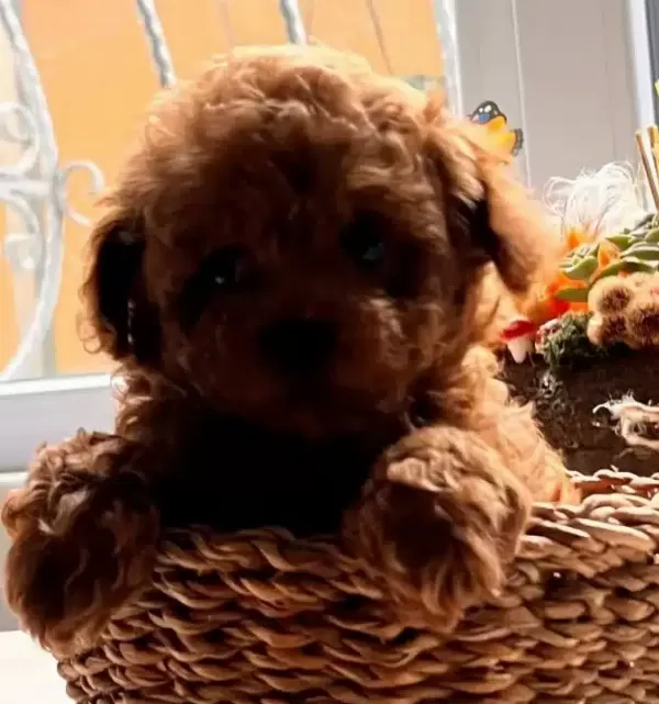 Ev Sıcaklıgında Buyuyen Minyatür Poodle Yavruları