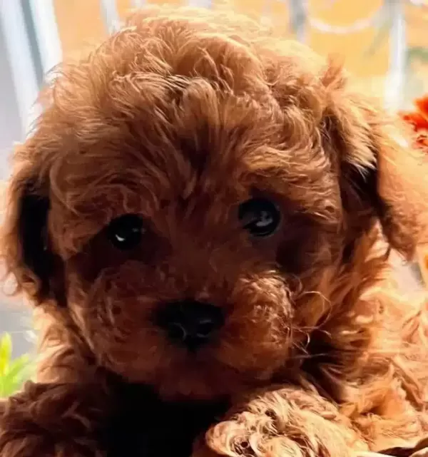 Ev Sıcaklıgında Buyuyen Minyatür Poodle Yavruları