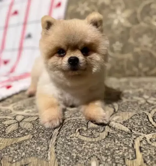 Yetişkin Ayı Surat Teacup Pomeranian Boo