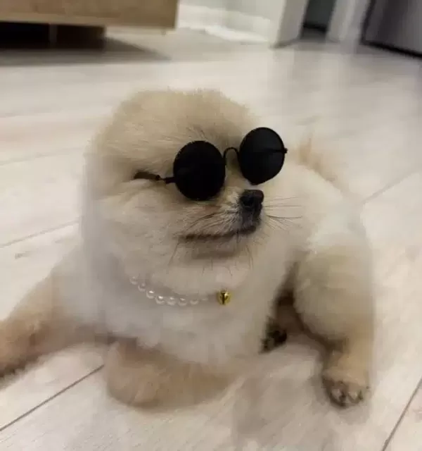 Yetişkin Ayı Surat Teacup Pomeranian Boo