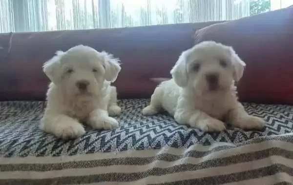 Safkan Maltese Terrier Yavruları
