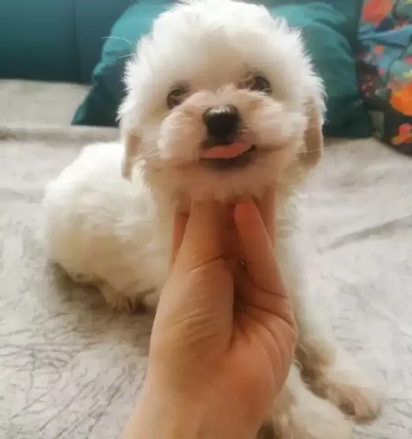 Safkan Maltese Terrier Yavruları