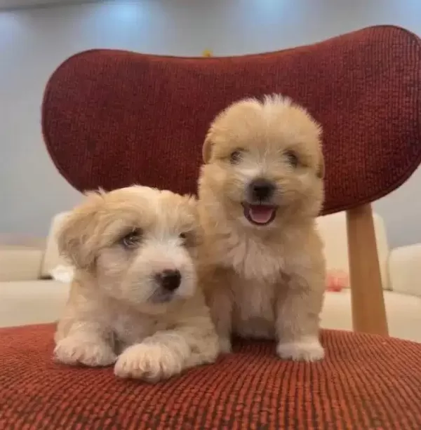 Kucuk Neseli Maltipoo Bebeklerim