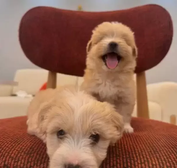 Kucuk Neseli Maltipoo Bebeklerim