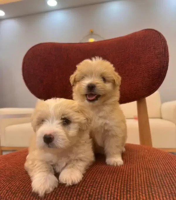 Kucuk Neseli Maltipoo Bebeklerim