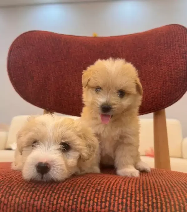 Kucuk Neseli Maltipoo Bebeklerim