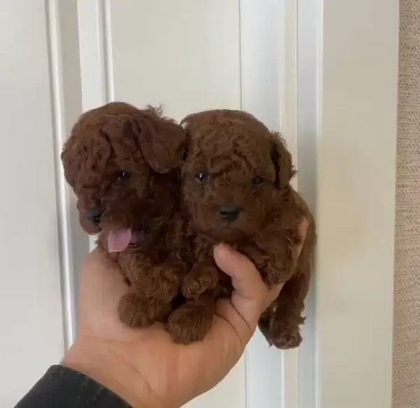 Efsane Toy Poodle Yavrularımız Hazır