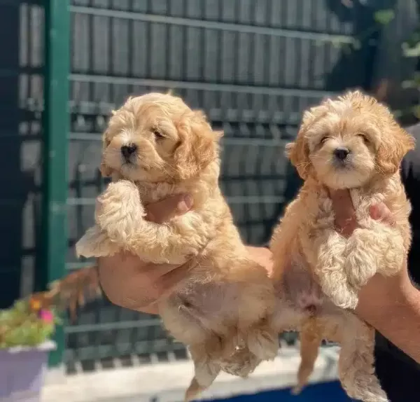 Poodle Ayarinda Maltipoo Yavrularımiz