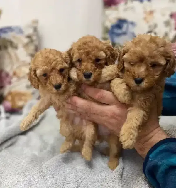 Poodle Ayarinda Maltipoo Yavrularımiz