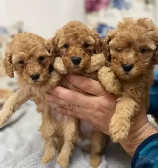 Poodle Ayarinda Maltipoo Yavrularımiz