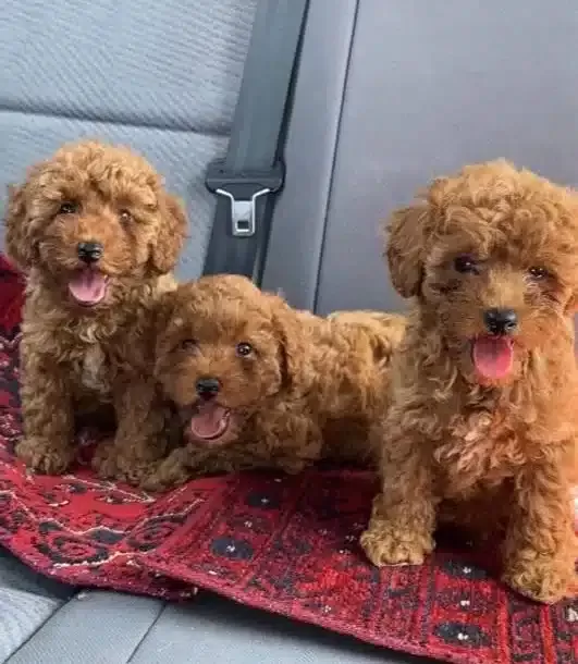 Kızıl Kürk Dokulu 2 Aylık Toy Poodle Yavrularımız