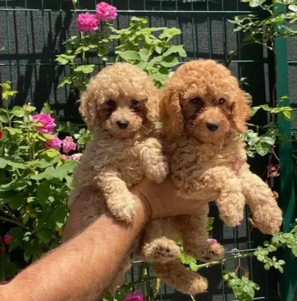Kızıl Kürk Dokulu 2 Aylık Toy Poodle Yavrularımız