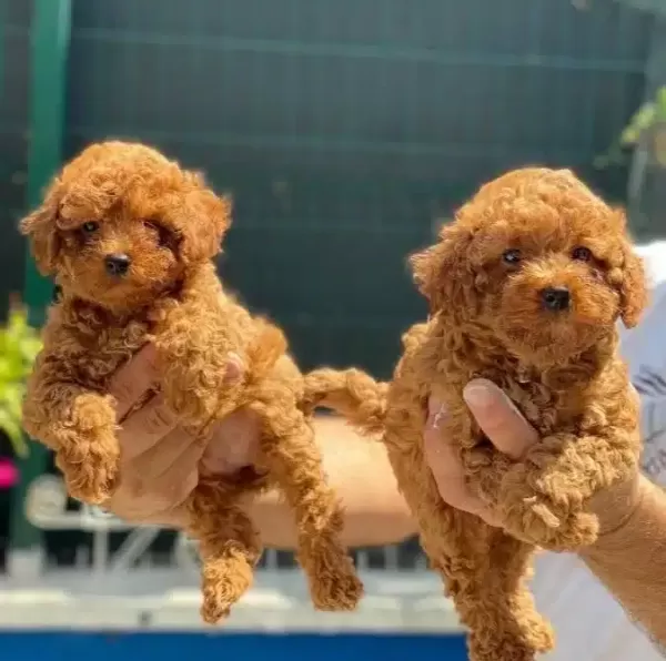 Kızıl Kürk Dokulu 2 Aylık Toy Poodle Yavrularımız