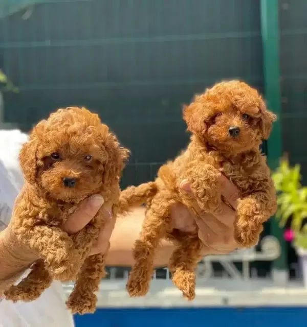 Kızıl Kürk Dokulu 2 Aylık Toy Poodle Yavrularımız
