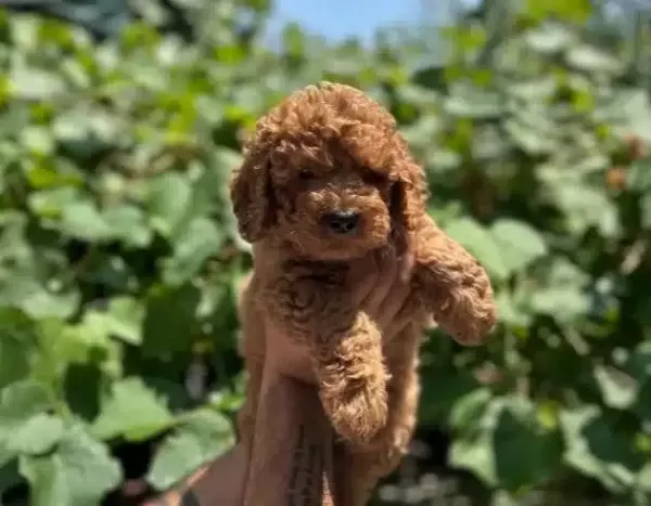 Kızıl Kürk Dokulu 2 Aylık Toy Poodle Yavrularımız