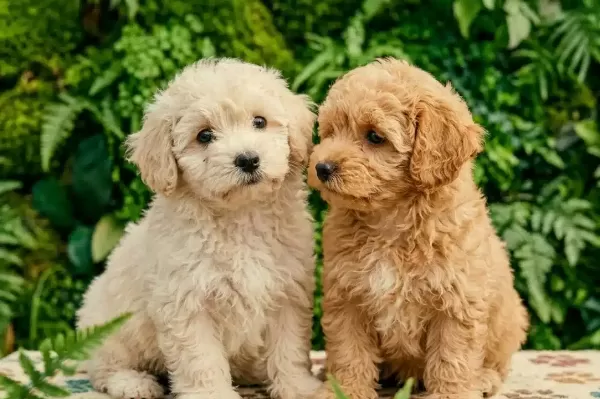 Safkan tüy Dokmeyen Maltipoo Yavruları