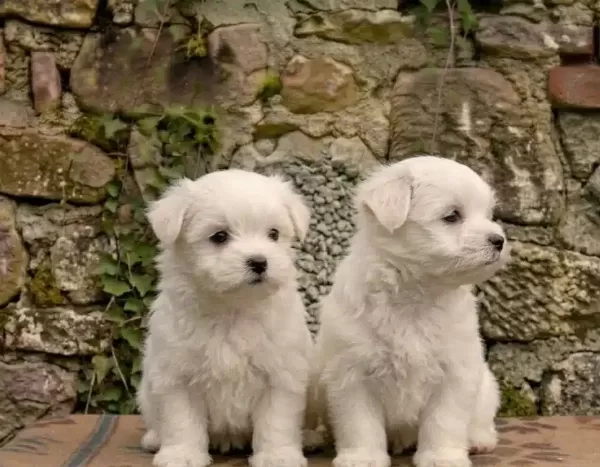 Safkan Teacup Maltese Terrier Yavruları