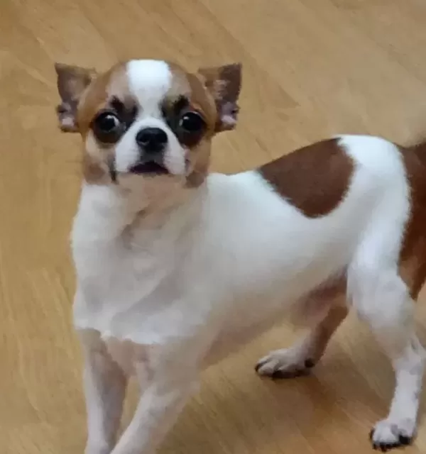 6 Aylık Pırıl Pırıl Beyaz Karamel Chihuahua