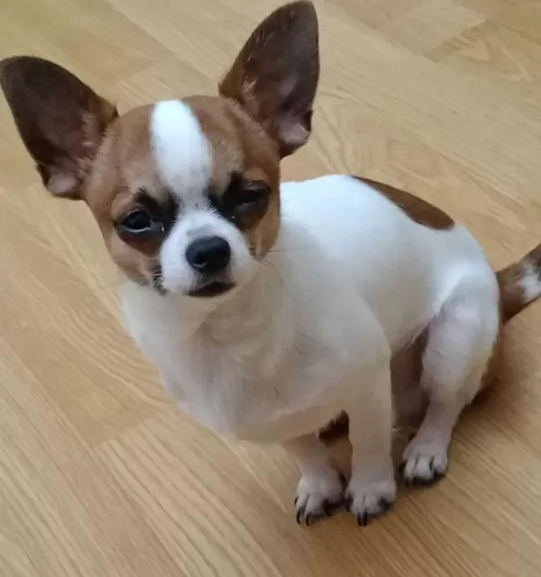 6 Aylık Pırıl Pırıl Beyaz Karamel Chihuahua