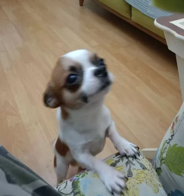6 Aylık Pırıl Pırıl Beyaz Karamel Chihuahua