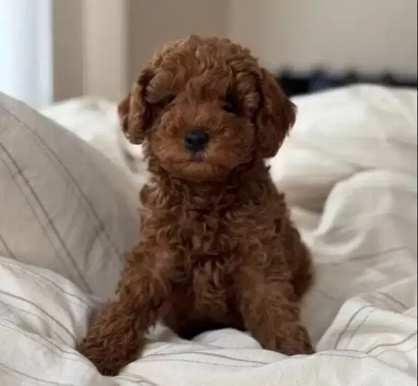 Red Brown Disi Toy Poodle Yavrular