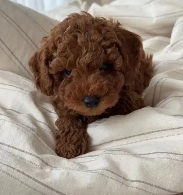 Red Brown Disi Toy Poodle Yavrular