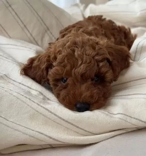Red Brown Disi Toy Poodle Yavrular