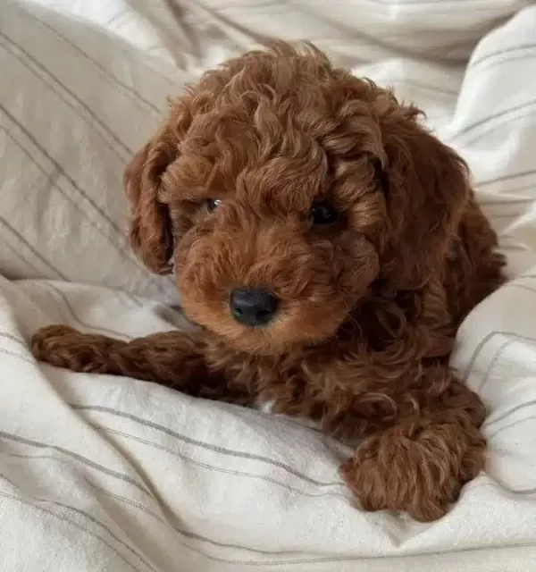 Red Brown Disi Toy Poodle Yavrular