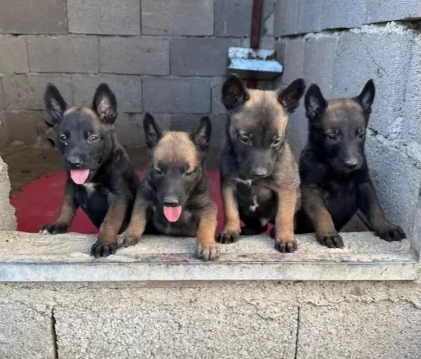 Enerji Kupu Maskeli Belcika Kurdu Yavruları