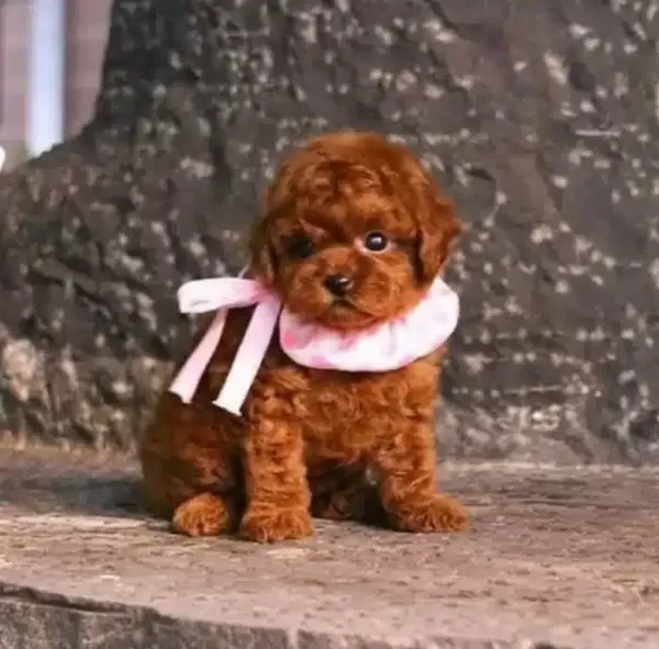 Irk Ve Sağlık Garantili Mini Kore Toy Poodle Bebekler