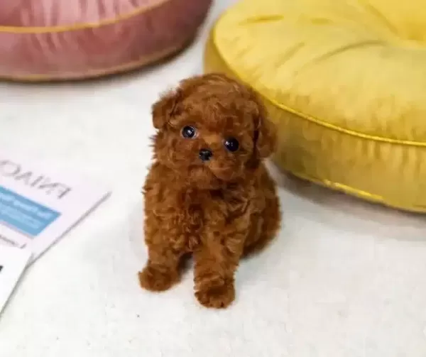 Irk Ve Sağlık Garantili Mini Kore Toy Poodle Bebekler